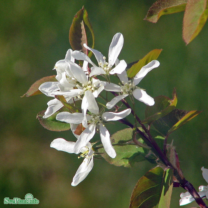 Amelanchier laevis fk Bäcklösa E C5