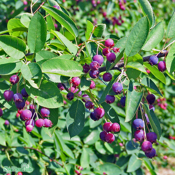 Amelanchier lamarckii C35 175-200cm