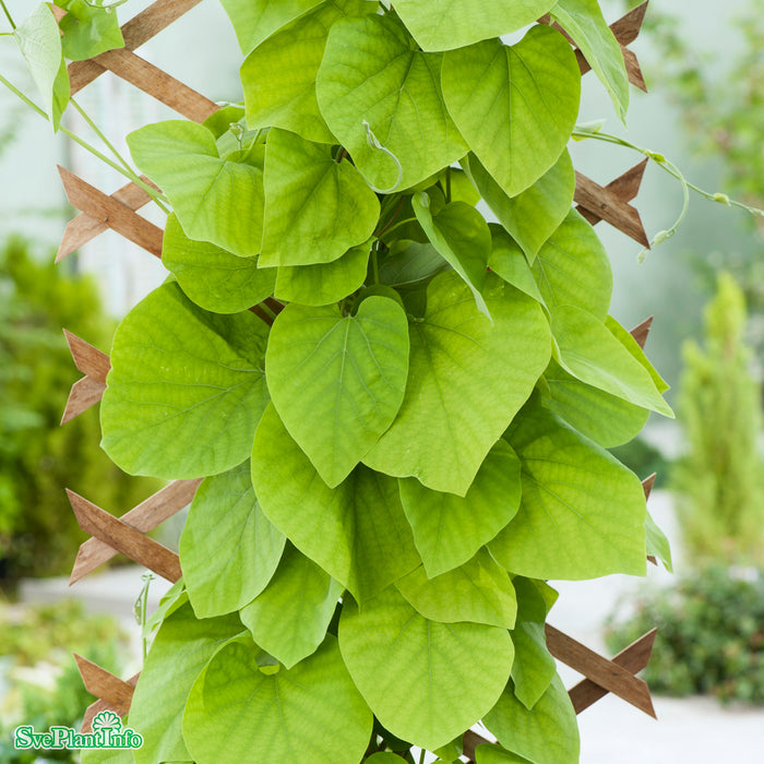 Aristolochia manshuriensis E A-kval