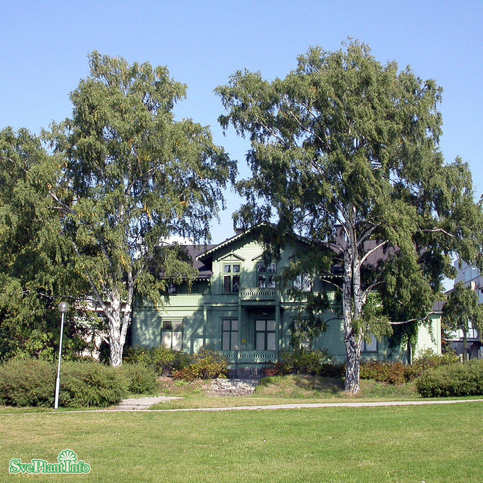 Betula pendula 'Dalecarlica' E Ungträd 150-175cm C10