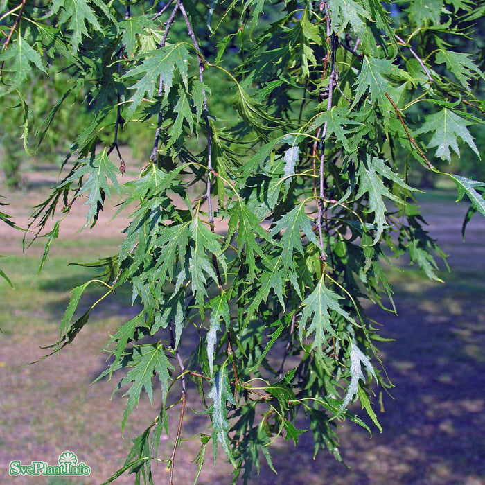 Betula pendula 'Dalecarlica' E Ungträd 150-175cm C10