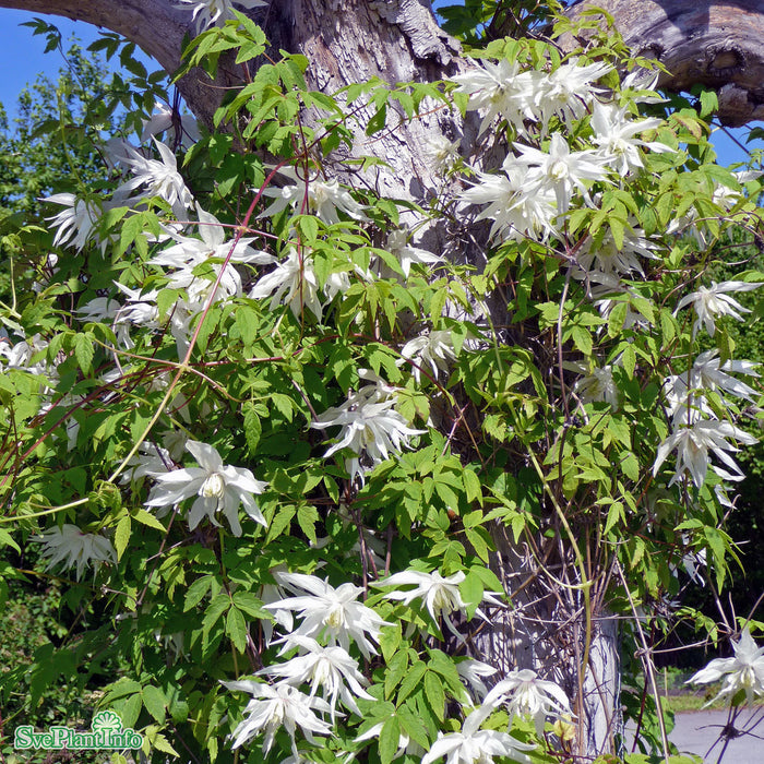 Clematis 'Albina Plena' E A-kval C2