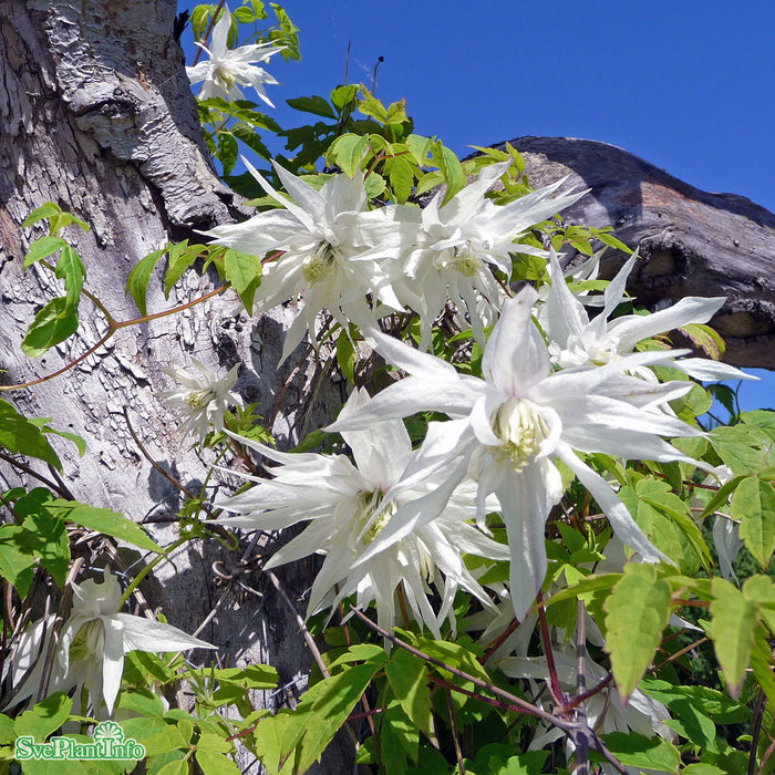 Clematis 'Albina Plena' E A-kval C2