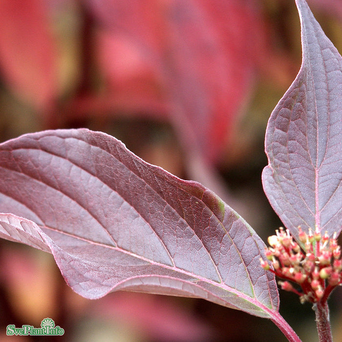 Cornus sericea 'Farba' E Busk C10