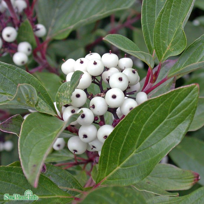 Cornus sericea 'Farba' E Busk C10