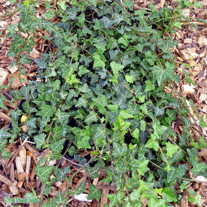 Hedera helix 'Grafik' E A-kval C2