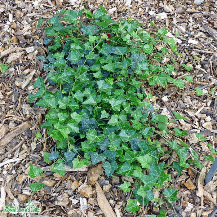 Hedera helix 'Huldra'