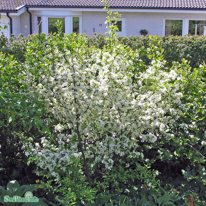 Malus toringo fk Göteborg E Halvsolitär C15