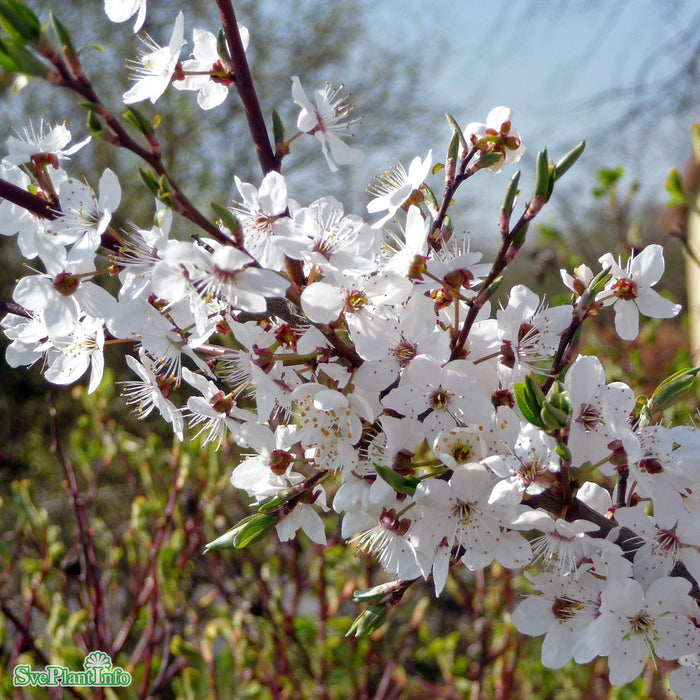 Prunus cerasifera FK CECILIA E Solitär 125-150cm C50