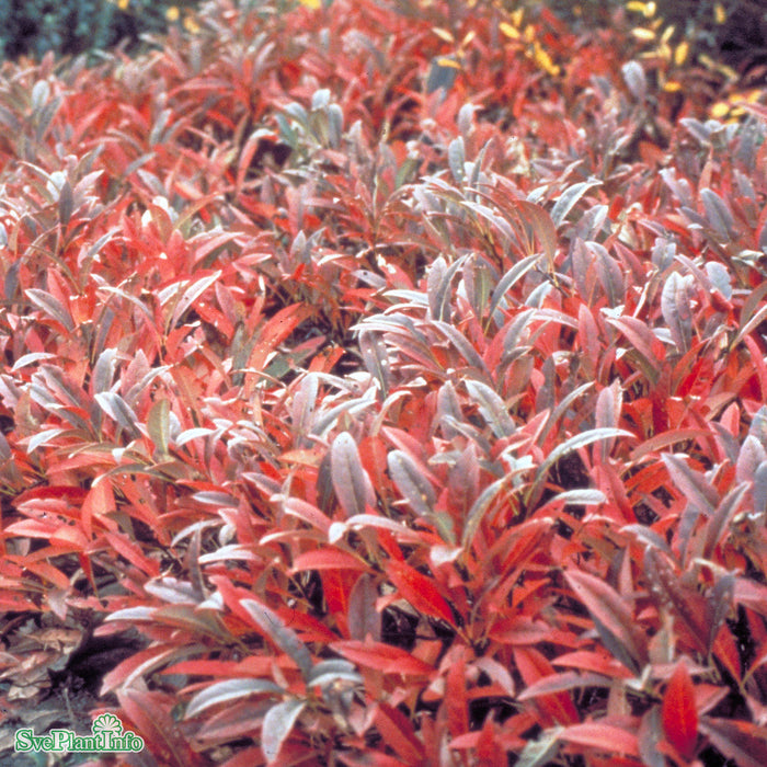 Prunus pumila var. depressa E Busk C3,5
