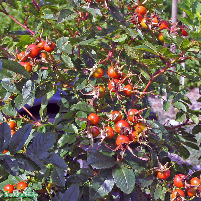 Rosa carolina fk 'Gunnel' E C3,5