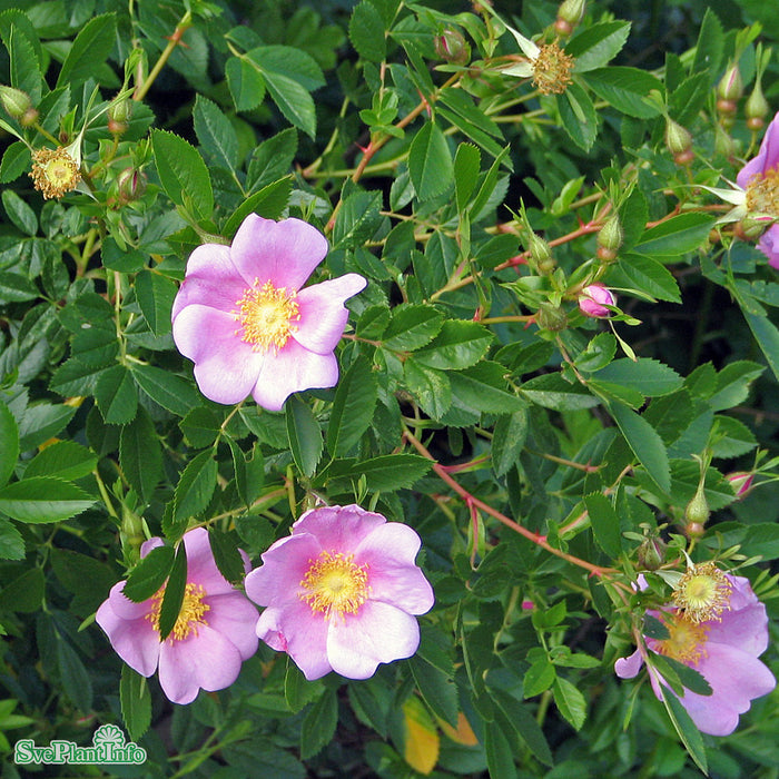 Rosa carolina fk 'Gunnel' E C3,5