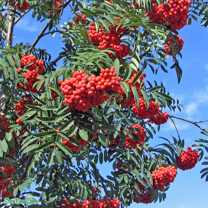 Sorbus aucuparia Fk Västeråker E Busk C5