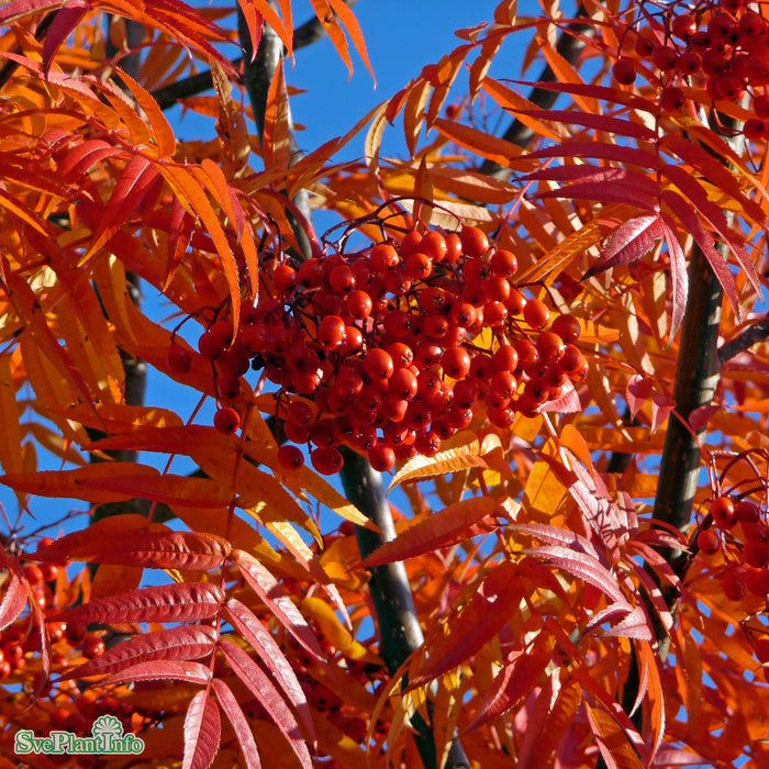 Sorbus ulleungensis 'Dodong' E C15 100-125cm