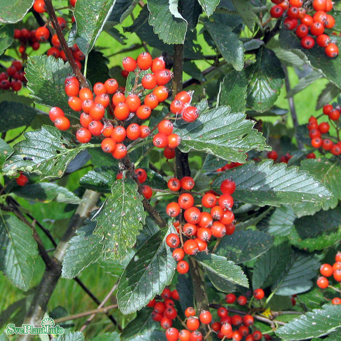 Sorbus intermedia E Ungträd 200-250 C10