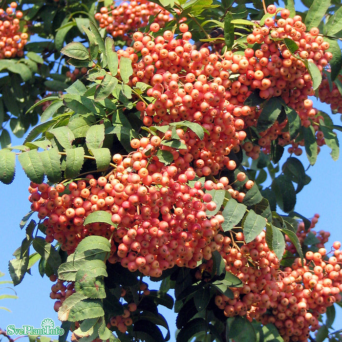 Sorbus 'Rosmari' Ungträd 200-250cm