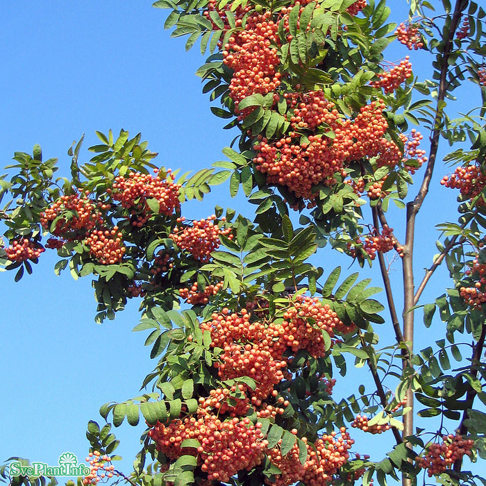Sorbus 'Rosmari' Ungträd 200-250cm