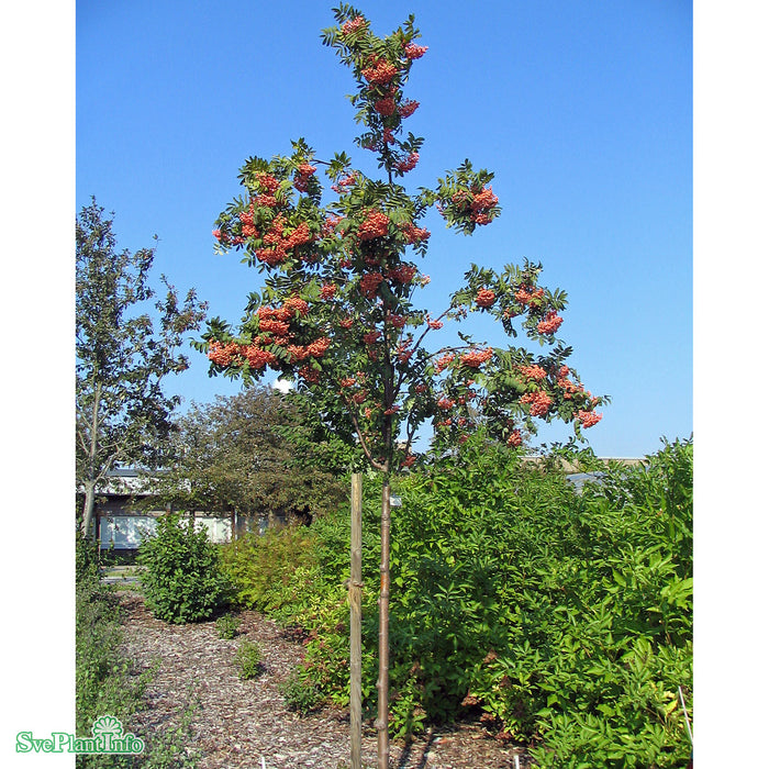 Sorbus 'Rosmari' E Ungträd 200-250cm C10