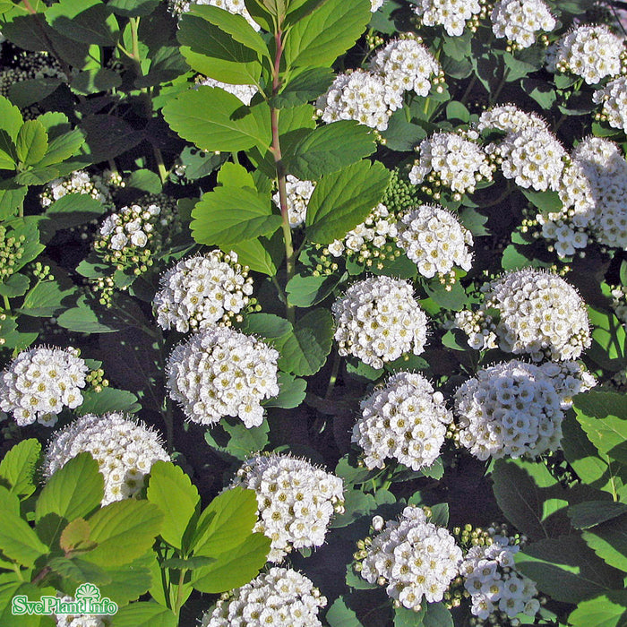 Spiraea betufolia 'Tor' Busk C5