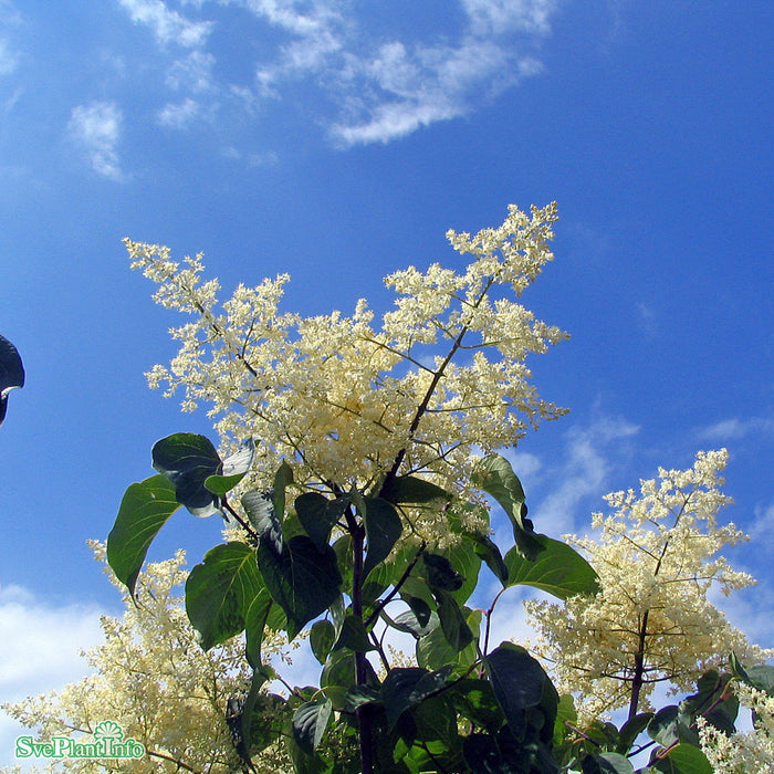 Syringa reticulata fk 'Enskede' E C5