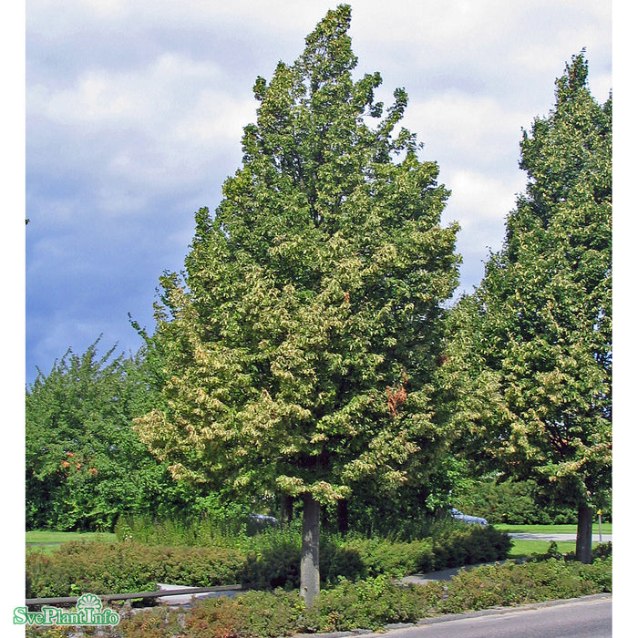 Tilia cordata Linn E Ungträd 200-250cm Co