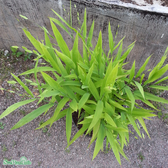 Chasmanthium latifolium A-kval