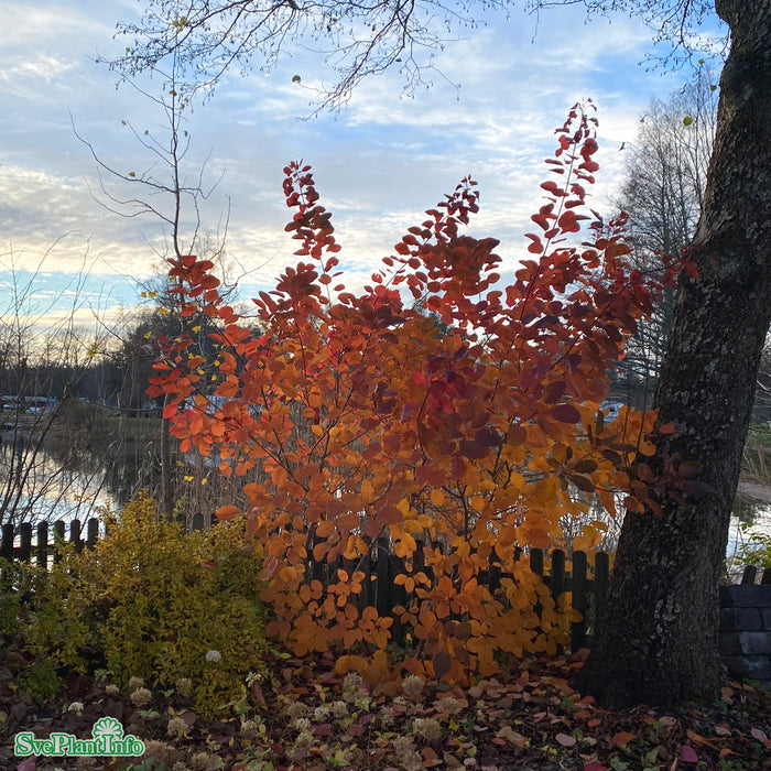 Cotinus coggygria 'Grace' Busk C5