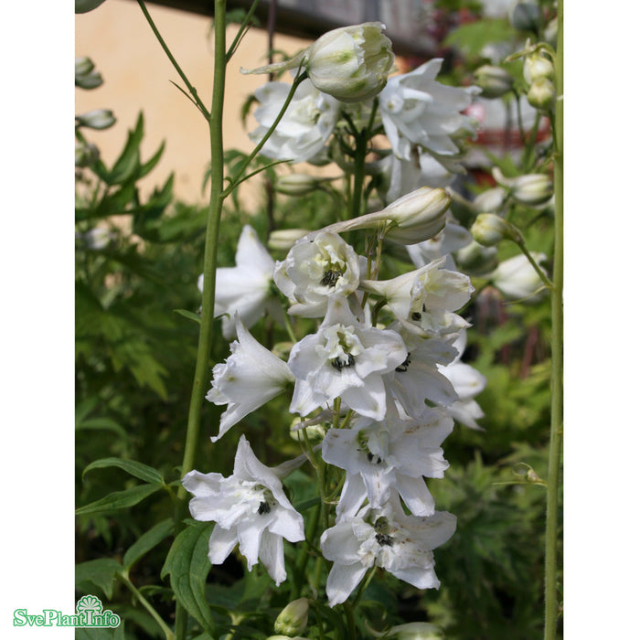 Delphinium (Elatum-Gruppen) 'Galahad' A-kval
