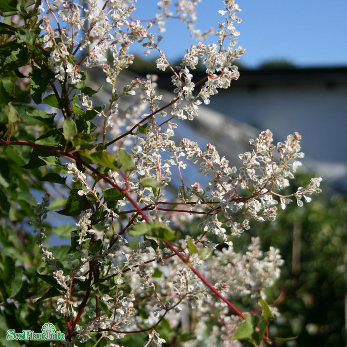 Polygonum aubertii C2 80-100cm