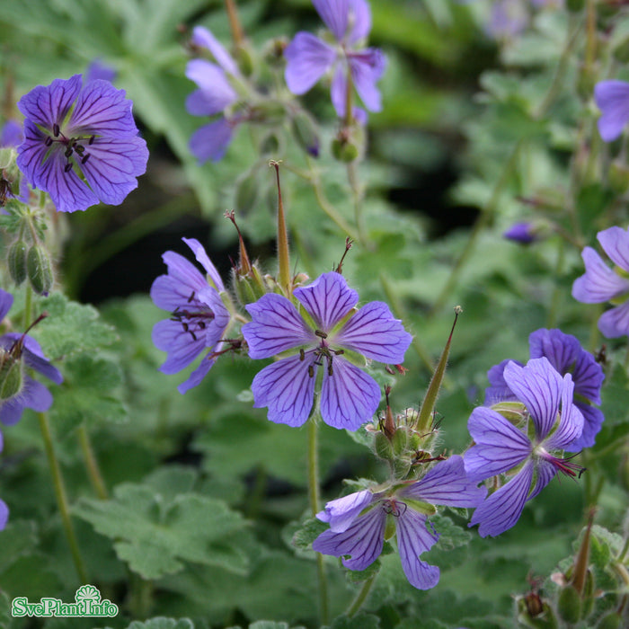 Geranium renardii 'Philippe Vapelle' A-kval