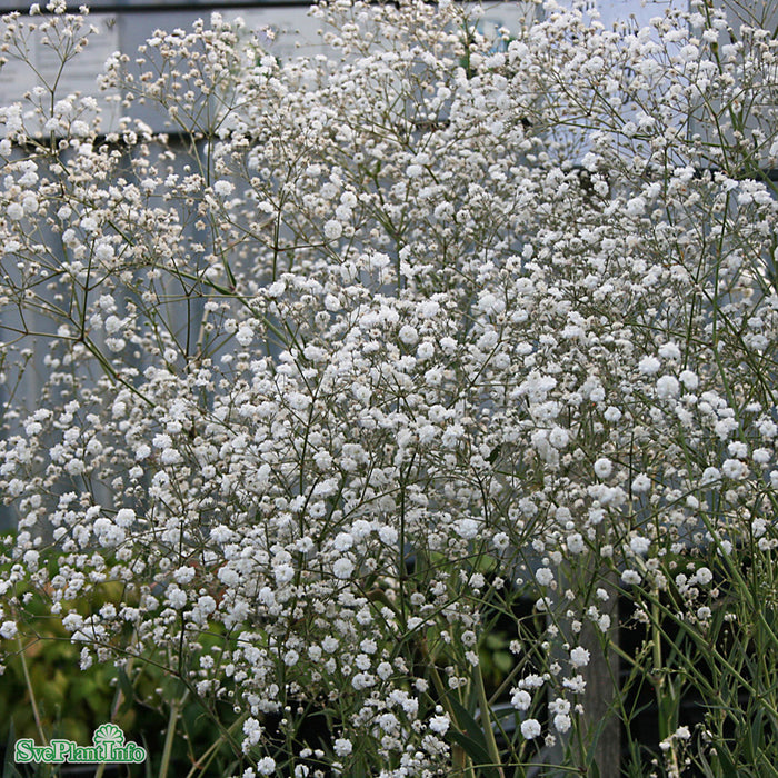 Gypsophila paniculata 'Bristol Fairy' A-kval