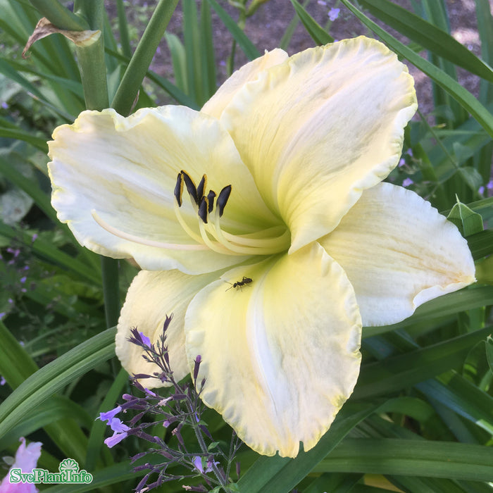 Hemerocallis 'Gentle Shepherd' A-kval