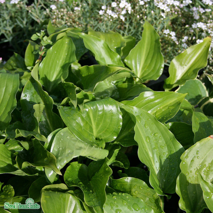 Hosta 'Invincible' A-kval