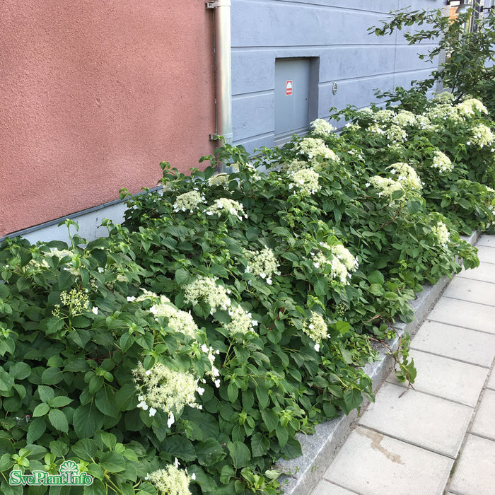 Hydrangea anomala ssp. petiolaris A-kval C2