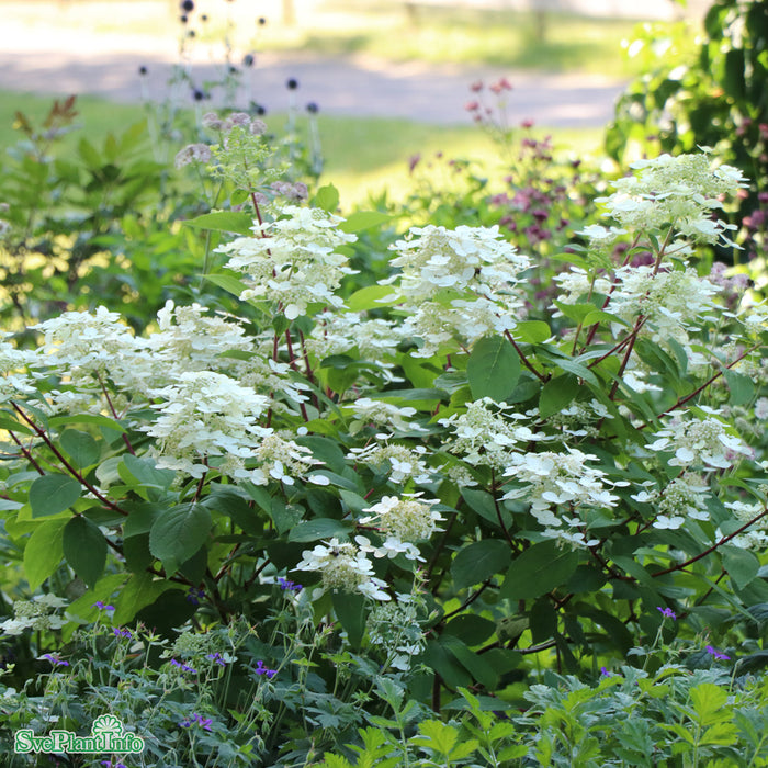 Hydrangea paniculata 'Wim's Red' C18 XXL Högstam 125cm