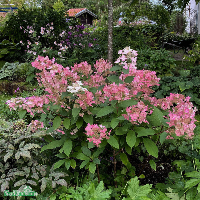 Hydrangea paniculata 'Wim's Red' Busk C5