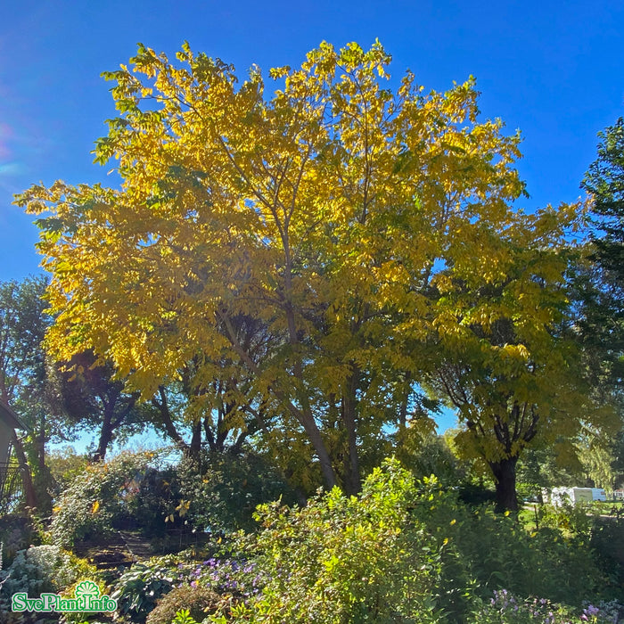 Juglans mandshurica Ungträd 125-150cm