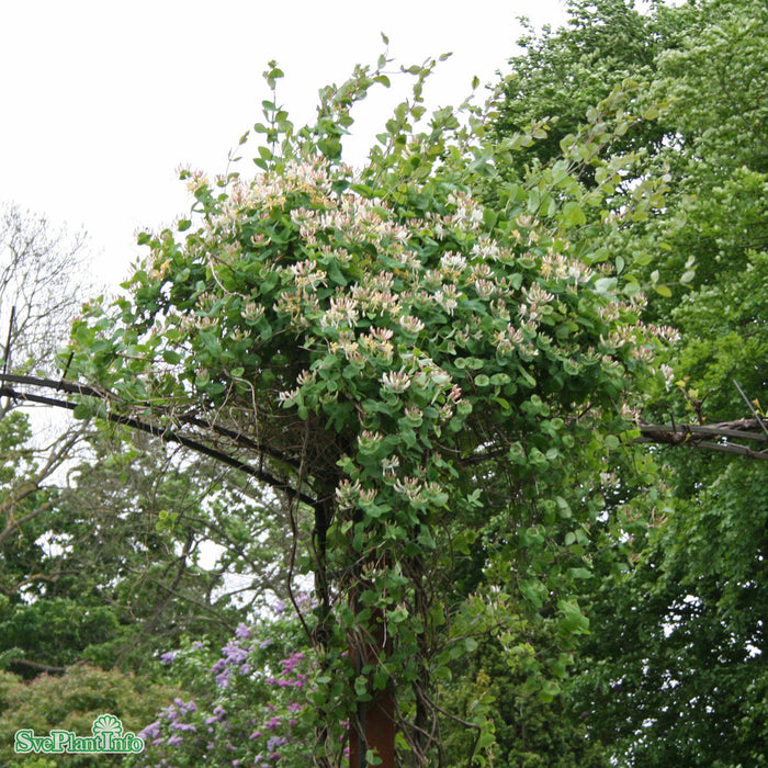 Lonicera caprifolium C5 80-100cm