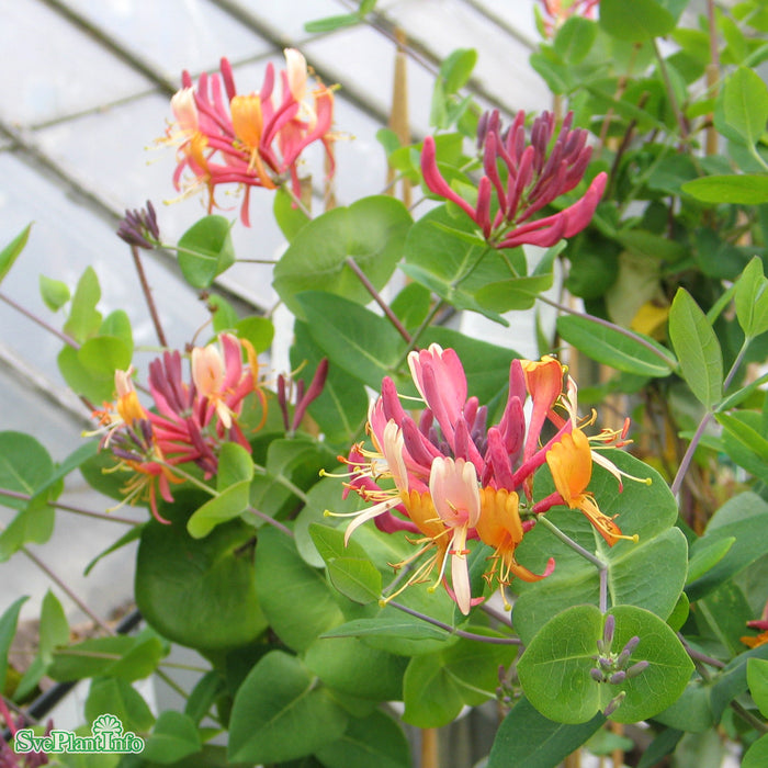 Lonicera heckrottii A-kval C2