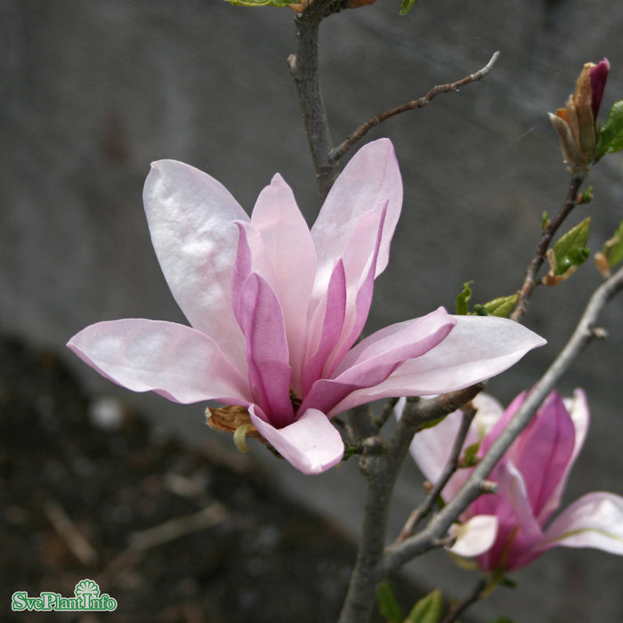 Magnolia (Liliiflora) 'George Henry Kern' Solitär C80 175-200cm