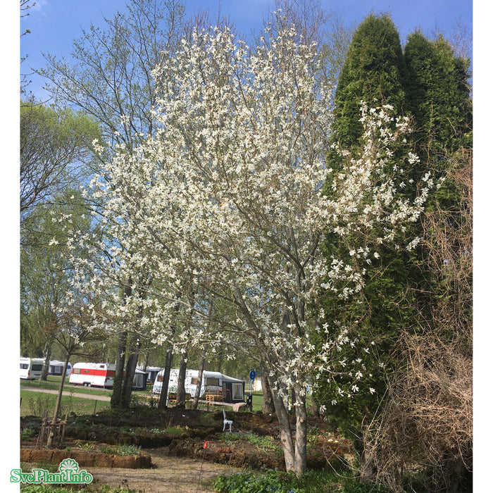 Magnolia kobus Ungträd C15 175-200cm