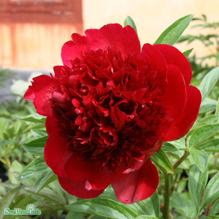 Paeonia lactiflora 'Red Charm' A-kval C5