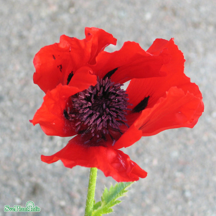 Papaver orientale 'Beauty of Livermere' A-kval