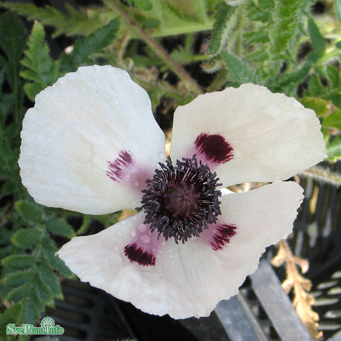 Papaver orientale 'Royal Wedding' A-kval