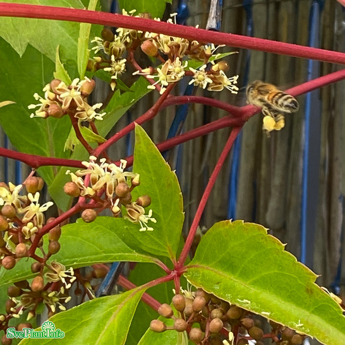 Parthenocissus quinq. var. engelmannii  A-kval C2