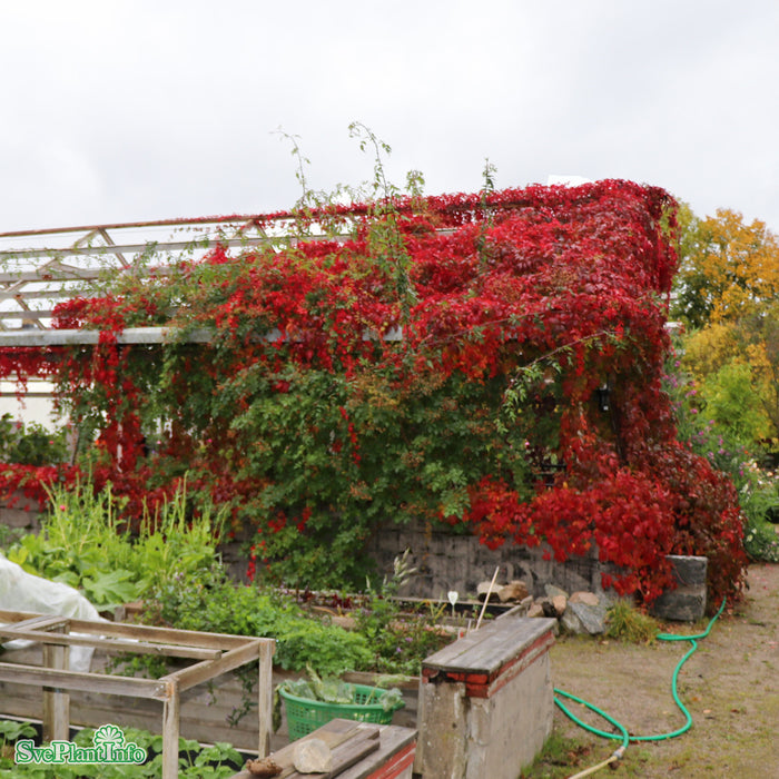 Parthenocissus quinquefolia engelmannii 80-100 cm C2