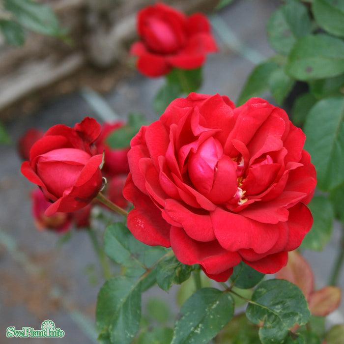 Rosa 'Capricia Renaissance' A kval C4