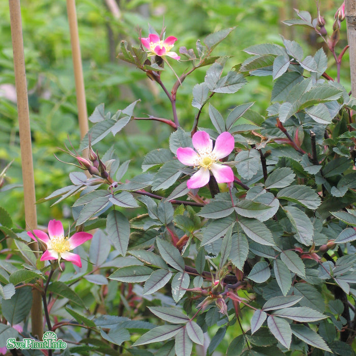 Rosa glauca A-kval C4