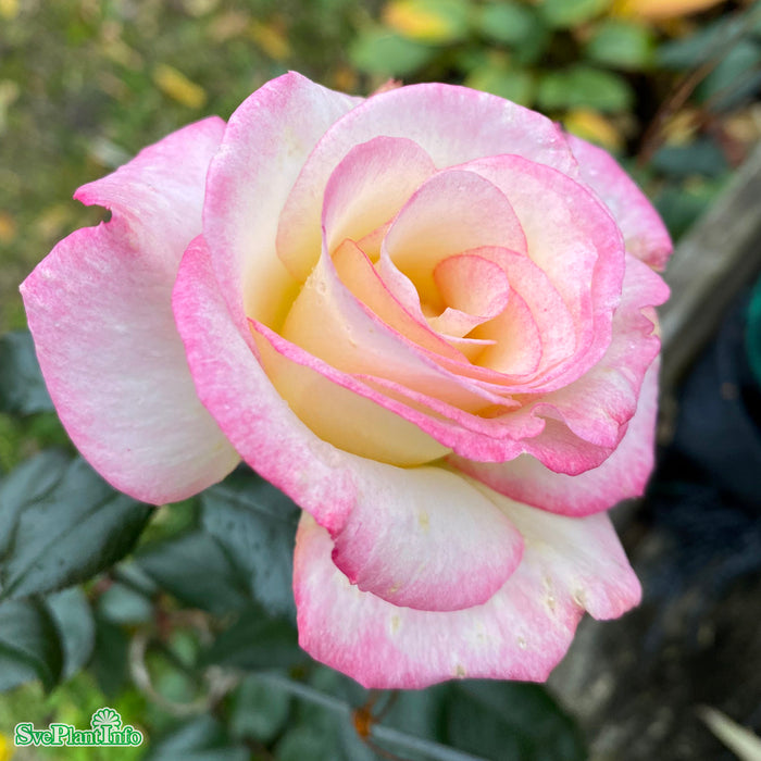 Rosa 'Händel' A-Kval C4