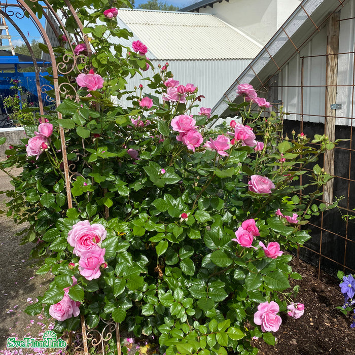 Rosa 'Our Last Summer' A kval C7,5